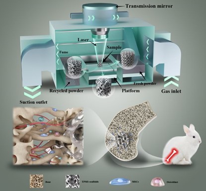 清華、北大、北醫(yī)三院聯(lián)合：高溫氧化處理3D打印鎂合金骨植入物結(jié)構(gòu)優(yōu)化及體內(nèi)外生物降解行為